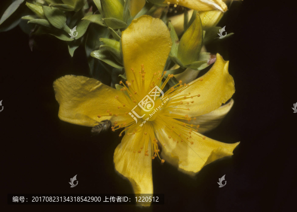 花卉