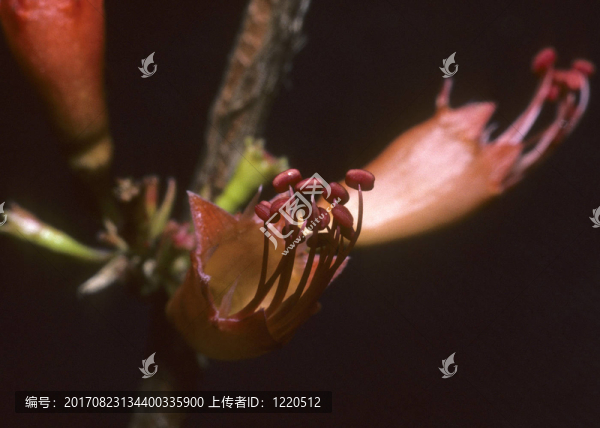 蝦子花