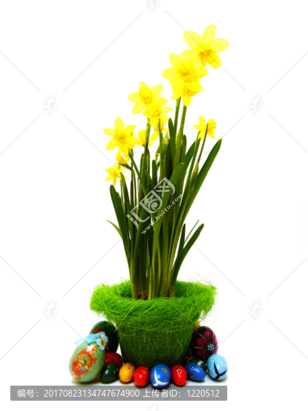 水仙花