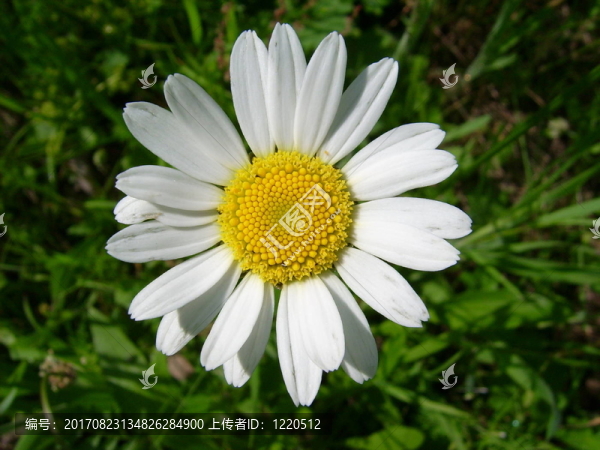 雛菊