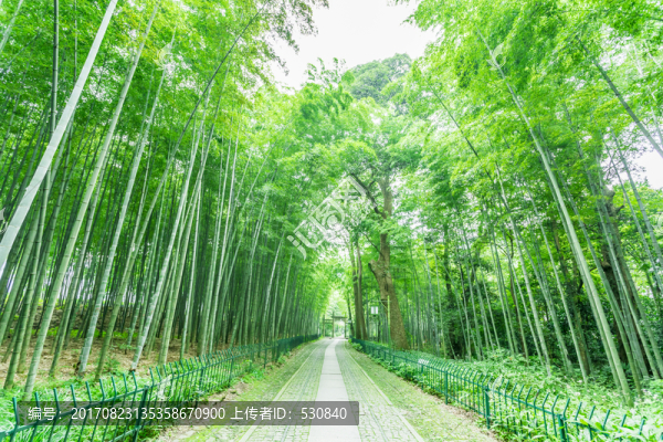 竹林竹子