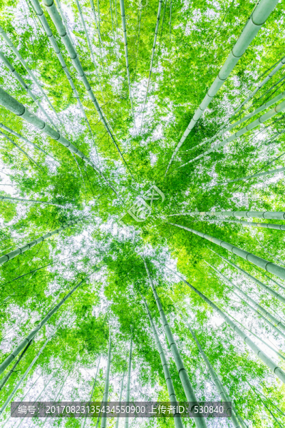竹林竹子