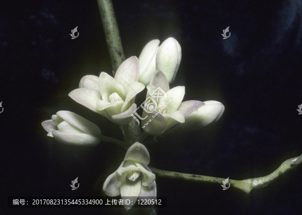 鐘花杜鵑