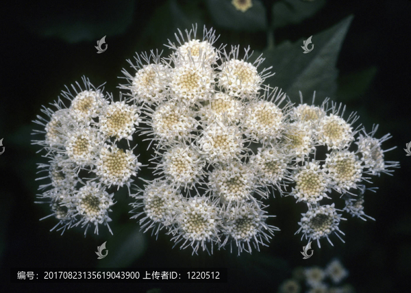 勝紅薊