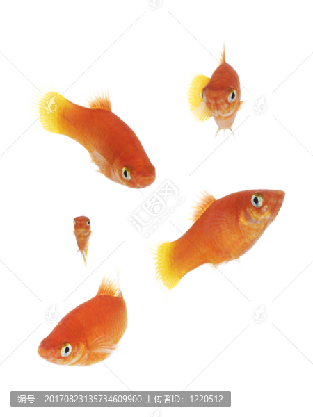 孤立的金魚