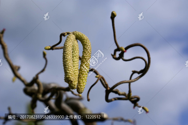 榛花