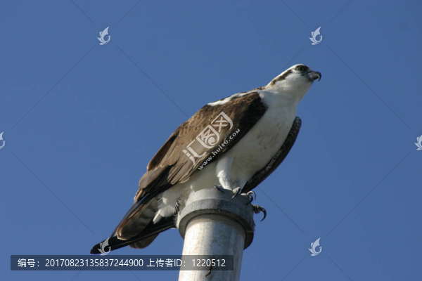 在沼澤地的魚(yú)鷹