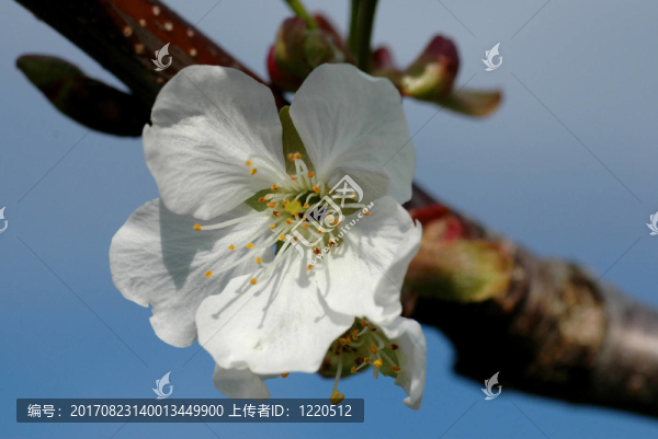 櫻花