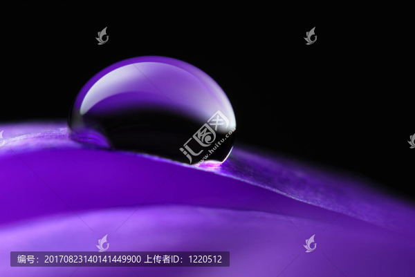 水珍珠葉番紅花