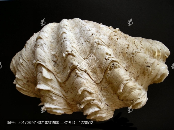 頭皮屑riesenmuschel