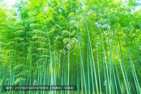 竹林竹子