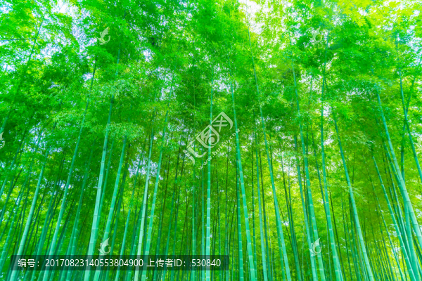 竹林竹子