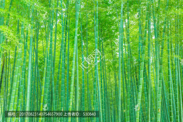 竹林竹子