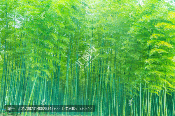 竹林竹子