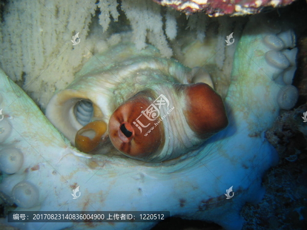 章魚(yú)（微笑）