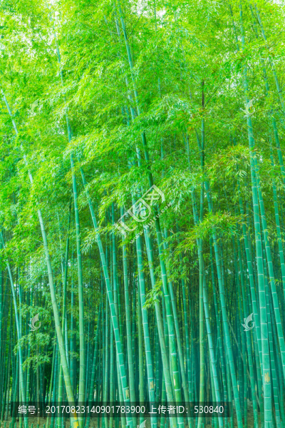 竹林竹子