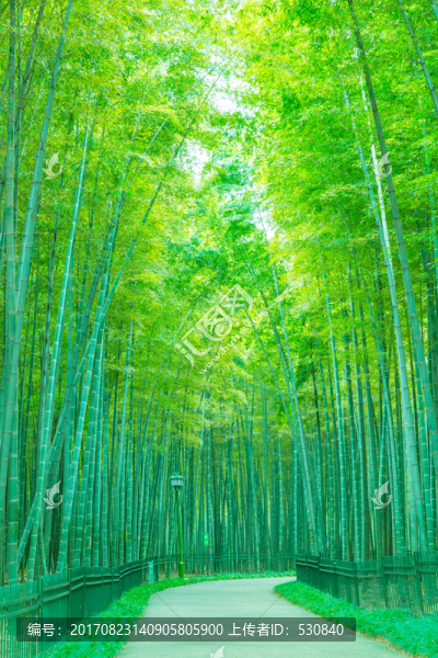 竹林竹子