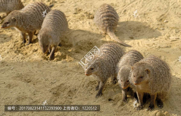 動物