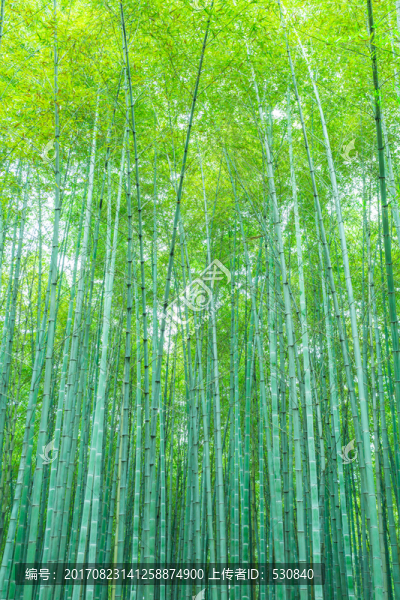 竹林竹子