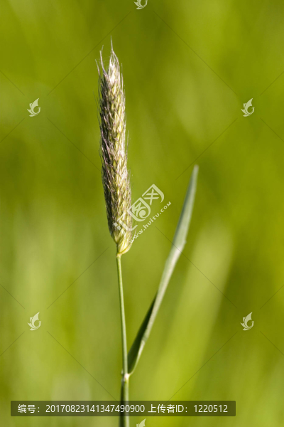 雜草