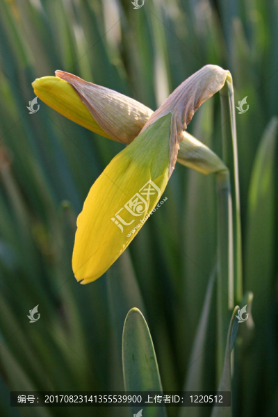 花卉