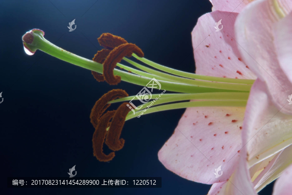 莉莉詳細(xì)