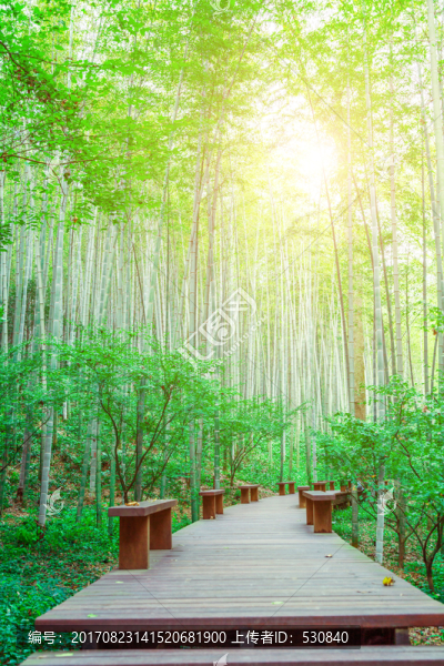 竹林竹子