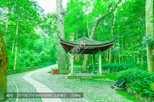 竹林竹子