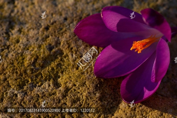 紅花石