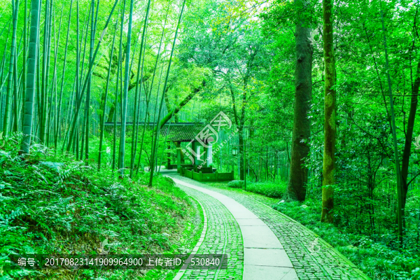 竹林竹子