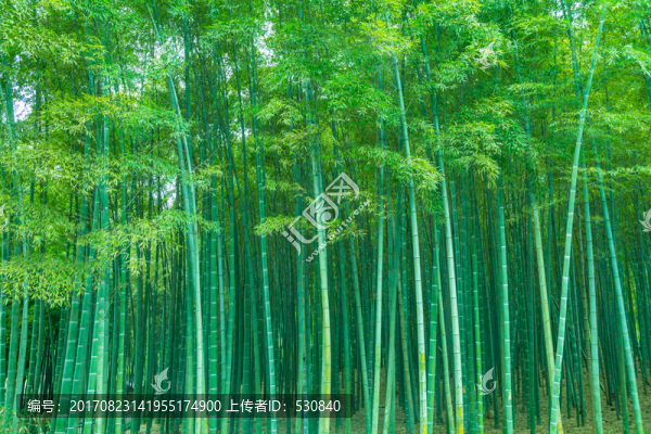 竹林竹子