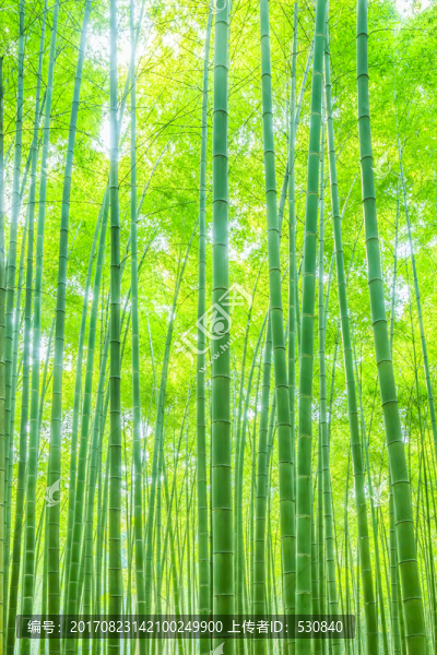 竹林竹子