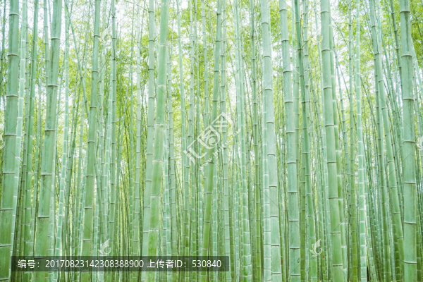 竹林竹子