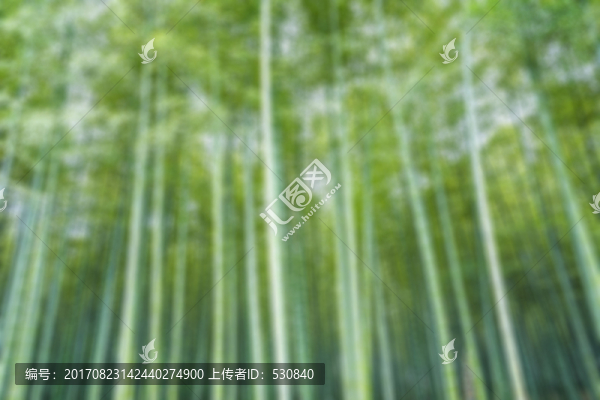 竹林竹子