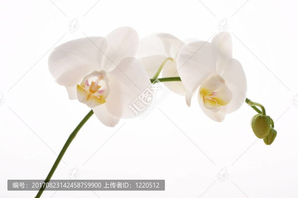 蘭花分會