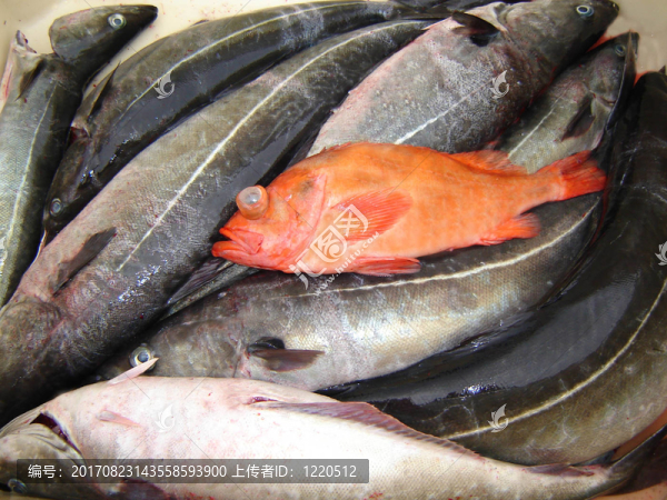 …一個紅色的魚