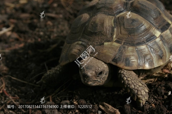 動物