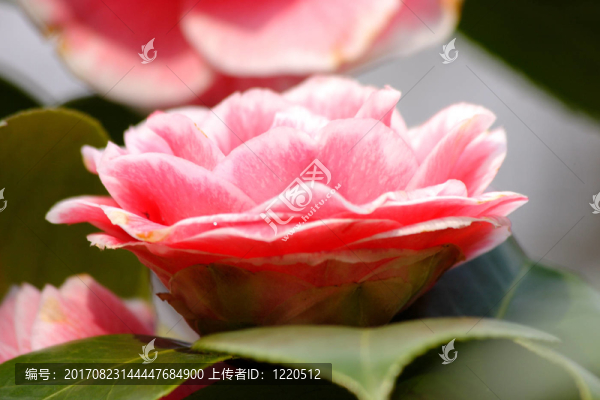 kamelienblüTE