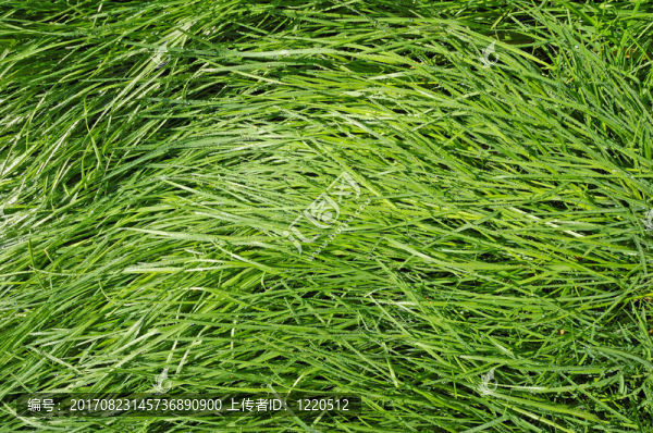 fresh,green,grass
