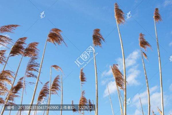 葦草與天