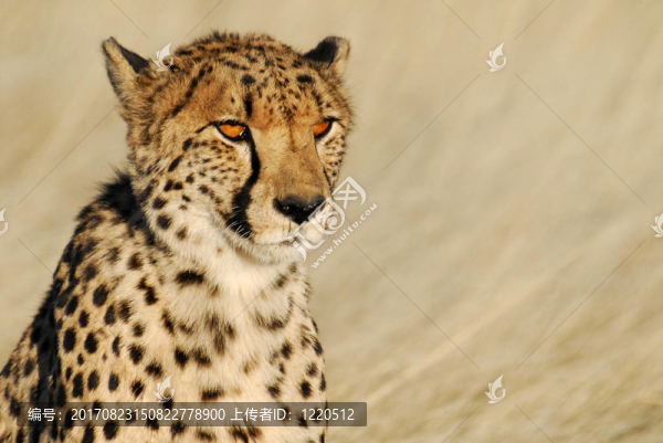 cheetah2