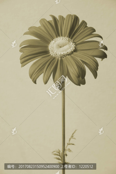 非洲菊