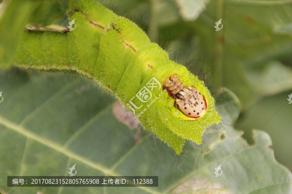 蠶,柞蠶,蠶蛹,桑蠶,北方蠶繭