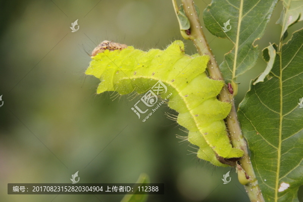 蠶,柞蠶,蠶蛹,桑蠶,北方蠶繭