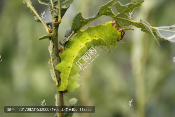 蠶,柞蠶,蠶蛹,桑蠶,北方蠶繭