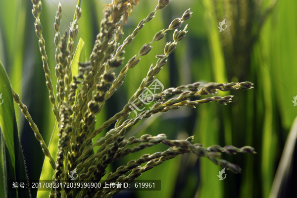 玉米花穗