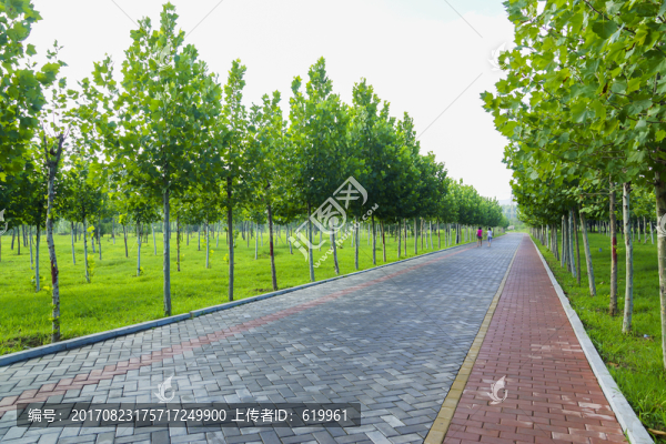 綠樹林小路