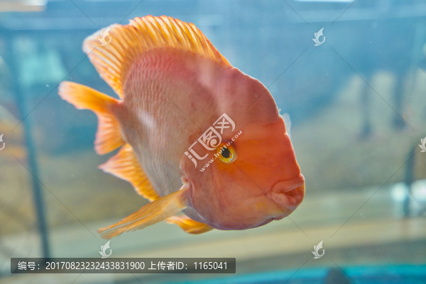 金魚(yú),高清大圖