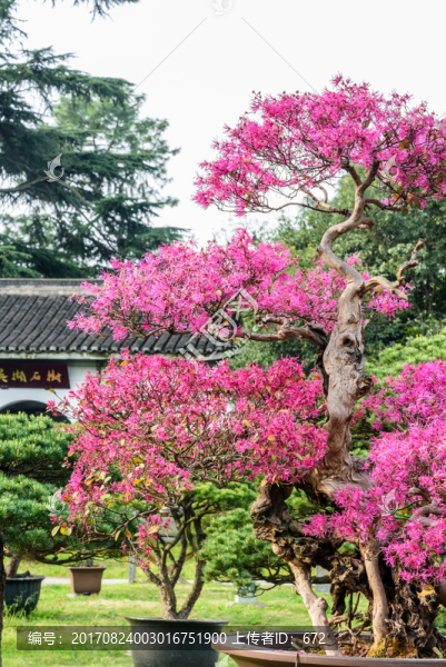盆景園