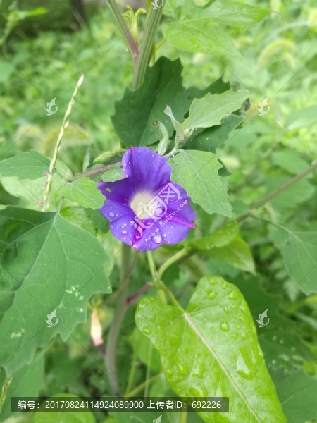 鮮花